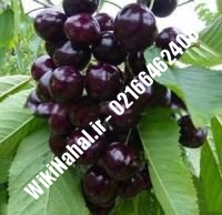 نهال گیلاس فرنگی | گیلاس فرنگی | نهالستان نمونه کرج ۶۶۴۶۲۴۰۸-۰۲۱