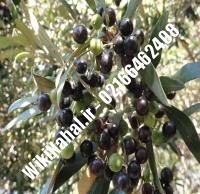 نهال زیتون مانزانیلا | زیتون مانزانیلا | نهالستان نمونه کرج ۶۶۴۶۲۴۰۸-۰۲۱