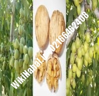 خرید نهال گردو سیسکو پیوندی |خرید گردو سیسکو | نهالستان نمونه کرج ۰۹۱۲۰۳۹۸۴۱۶