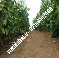 خرید نهال گردو شارج پیوندی |خرید گردو شارج | نهالستان نمونه کرج ۰۹۱۲۰۳۹۸۴۱۶