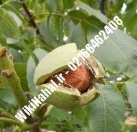 خرید نهال گردو شناسنامه دار پیوندی | خرید گردو شناسنامه دار | نهالستان نمونه کرج ۰۹۱۲۰۳۹۸۴۱۶