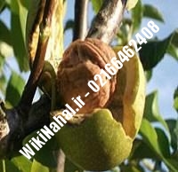 خرید نهال گردو شهمیرزاد پیوندی |خرید گردو شهمیرزاد | نهالستان نمونه کرج ۰۹۱۲۰۳۹۸۴۱۶