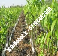 خرید نهال گردو فرانکت پیوندی | خرید گردو فرانکت | نهالستان نمونه کرج ۰۹۱۲۰۳۹۸۴۱۶