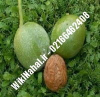 خرید نهال گردو لارا پیوندی | خرید گردو لارا | نهالستان نمونه کرج ۰۹۱۲۰۳۹۸۴۱۶