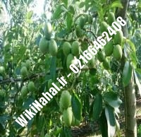 خرید نهال گردو هارتلی پیوندی | خرید گردو هارتلی | نهالستان نمونه کرج ۰۹۱۲۰۳۹۸۴۱۶