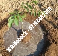خرید نهال گردو هوارد پیوندی |خرید گردو هوارد | نهالستان نمونه کرج ۰۹۱۲۰۳۹۸۴۱۶