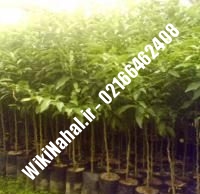 خرید نهال گردو وینا پیوندی |خرید گردو وینا | نهالستان نمونه کرج ۰۹۱۲۰۳۹۸۴۱۶