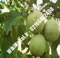 خرید نهال گردو کشت بافت پیوندی |خرید گردو کشت بافت | نهالستان نمونه کرج ۰۹۱۲۰۳۹۸۴۱۶