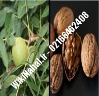 خرید نهال گردو یالووا ترکیه پیوندی | خرید گردو یالووا ترکیه | نهالستان نمونه کرج ۰۹۱۲۰۳۹۸۴۱۶