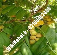 فروش نهال گردو ارمنستان پیوندی | فروش گردو ارمنستان | نهالستان نمونه کرج ۰۹۱۲۰۳۹۸۴۱۶