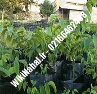 فروش نهال گردو اسرائیلی پاکوتاه پیوندی | فروش گردو اسرائیلی پاکوتاه | نهالستان نمونه کرج ۰۹۱۲۰۳۹۸۴۱۶