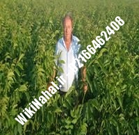 فروش نهال گردو اصلاح شده پیوندی | فروش گردو اصلاح شده | نهالستان نمونه کرج ۰۹۱۲۰۳۹۸۴۱۶