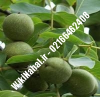 فروش نهال گردو امریکایی پیوندی | فروش گردو امریکایی | نهالستان نمونه کرج ۰۹۱۲۰۳۹۸۴۱۶