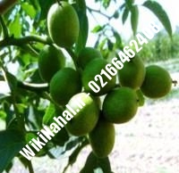 فروش نهال گردو بیلجک ترکیه پیوندی | فروش گردو بیلجک ترکیه | نهالستان نمونه کرج ۰۹۱۲۰۳۹۸۴۱۶