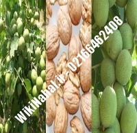 فروش نهال گردو جمال پیوندی |فروش گردو جمال | نهالستان نمونه کرج ۰۹۱۲۰۳۹۸۴۱۶