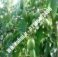 فروش نهال گردو جیلت پیوندی | فروش گردو جیلت | نهالستان نمونه کرج ۰۹۱۲۰۳۹۸۴۱۶