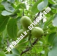 فروش نهال گردو روند پیوندی |فروش گردو روند | نهالستان نمونه کرج ۰۹۱۲۰۳۹۸۴۱۶