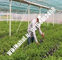 فروش نهال گردو زودبازده پیوندی |فروش گردو زودبازده | نهالستان نمونه کرج ۰۹۱۲۰۳۹۸۴۱۶