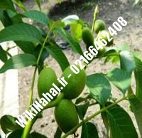 فروش نهال گردو سجنو یوگسلاوی پیوندی |فروش گردو سجنو یوگسلاوی | نهالستان نمونه کرج ۰۹۱۲۰۳۹۸۴۱۶