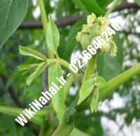 فروش نهال گردو سر پیوندی | فروش گردو سر | نهالستان نمونه کرج ۰۹۱۲۰۳۹۸۴۱۶