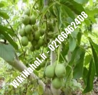 فروش نهال گردو سولانو پیوندی |فروش گردو سولانو | نهالستان نمونه کرج ۰۹۱۲۰۳۹۸۴۱۶