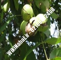 فروش نهال گردو سیبان سوئد پیوندی |فروش گردو سیبان سوئد | نهالستان نمونه کرج ۰۹۱۲۰۳۹۸۴۱۶