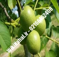 فروش نهال گردو شارج پیوندی | فروش گردو شارج | نهالستان نمونه کرج ۰۹۱۲۰۳۹۸۴۱۶