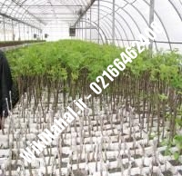 فروش نهال گردو شبین ترکیه پیوندی | فروش گردو شبین ترکیه | نهالستان نمونه کرج ۰۹۱۲۰۳۹۸۴۱۶