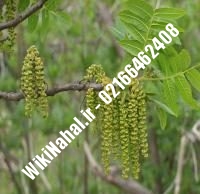 فروش نهال گردو شناسنامه دار پیوندی | فروش گردو شناسنامه دار | نهالستان نمونه کرج ۰۹۱۲۰۳۹۸۴۱۶