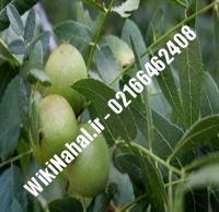 فروش نهال گردو ضیاآبادی پیوندی | فروش گردو ضیاآبادی | نهالستان نمونه کرج ۰۹۱۲۰۳۹۸۴۱۶