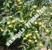 فروش نهال گردو فرانسوی خوشه ای پیوندی | فروش گردو فرانسوی خوشه ای | نهالستان نمونه کرج ۰۹۱۲۰۳۹۸۴۱۶