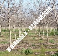 فروش نهال گردو فورت پیوندی | فروش گردو فورت | نهالستان نمونه کرج ۰۹۱۲۰۳۹۸۴۱۶