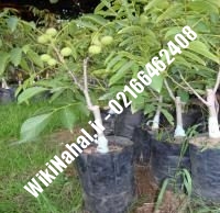 فروش نهال گردو لارا پیوندی | فروش گردو لارا | نهالستان نمونه کرج ۰۹۱۲۰۳۹۸۴۱۶