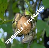 فروش نهال گردو مراغه پیوندی | فروش گردو مراغه | نهالستان نمونه کرج ۰۹۱۲۰۳۹۸۴۱۶