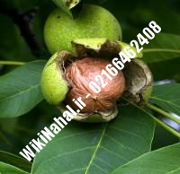 فروش نهال گردو هارتلی پیوندی | فروش گردو هارتلی | نهالستان نمونه کرج ۰۹۱۲۰۳۹۸۴۱۶