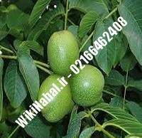 فروش نهال گردو وینا پیوندی |فروش گردو وینا | نهالستان نمونه کرج ۰۹۱۲۰۳۹۸۴۱۶