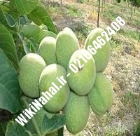 فروش نهال گردو پکان پیوندی |فروش گردو پکان | نهالستان نمونه کرج ۰۹۱۲۰۳۹۸۴۱۶