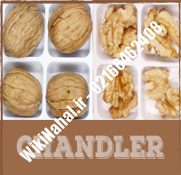 فروش نهال گردو چندلر پیوندی |فروش گردو چندلر | نهالستان نمونه کرج ۰۹۱۲۰۳۹۸۴۱۶