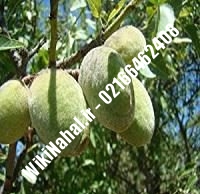 نهال بادام مامایی | بادام مامایی | نهالستان نمونه کرج ۶۶۴۶۲۴۰۸-۰۲۱