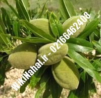 نهال بادام مامایی پایه رویشی | بادام مامایی پایه رویشی | نهالستان نمونه کرج ۶۶۴۶۲۴۰۸-۰۲۱