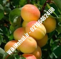نهال زردآلو نادری | زردالو نادری | نهالستان نمونه کرج ۶۶۴۶۲۴۰۸-۰۲۱
