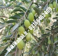 نهال زیتون فیشمی | زیتون فیشمی | نهالستان نمونه کرج ۶۶۴۶۲۴۰۸-۰۲۱