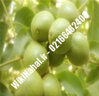 نهال گردو آیوانهو پیوندی | گردو آیوانهو | نهالستان نمونه کرج ۰۹۱۲۰۳۹۸۴۱۶
