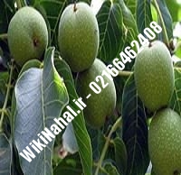 نهال گردو استن پیوندی | گردو استن | نهالستان نمونه کرج ۰۹۱۲۰۳۹۸۴۱۶