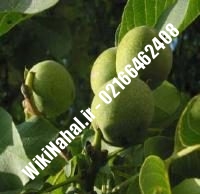 نهال گردو اسرائیلی خوشه ای پیوندی | گردو اسرائیلی خوشه ای | نهالستان نمونه کرج ۰۹۱۲۰۳۹۸۴۱۶