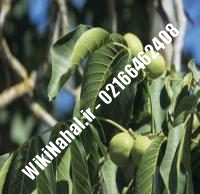 نهال گردو اسرائیلی پاکوتاه پیوندی | گردو اسرائیلی پاکوتاه | نهالستان نمونه کرج ۰۹۱۲۰۳۹۸۴۱۶