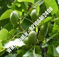 نهال گردو اشلی پیوندی | گردو اشلی | نهالستان نمونه کرج ۰۹۱۲۰۳۹۸۴۱۶