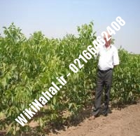 نهال گردو اصلاح شده پیوندی | گردو اصلاح شده | نهالستان نمونه کرج ۰۹۱۲۰۳۹۸۴۱۶