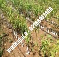 نهال گردو امریکایی پیوندی | گردو امریکایی | نهالستان نمونه کرج ۰۹۱۲۰۳۹۸۴۱۶