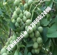 نهال گردو بیلجک ترکیه پیوندی | گردو بیلجک ترکیه | نهالستان نمونه کرج ۰۹۱۲۰۳۹۸۴۱۶